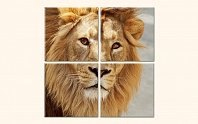 Oční kontakt s lvem