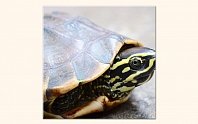 Malá želva