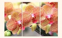 Orchidea2