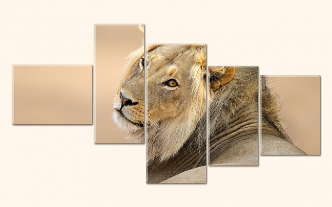 Africký lev