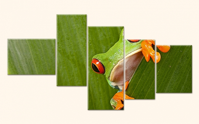 Pohled žáby