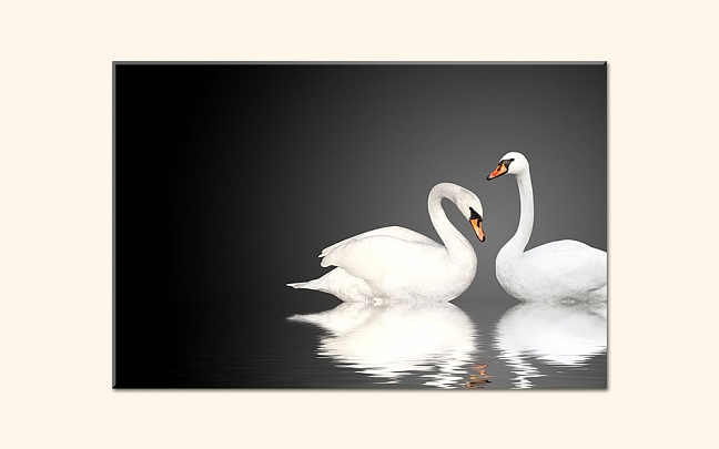 Dvě bílé labutě
