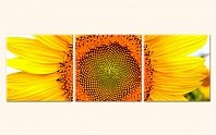Květ slunečnice