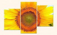 Květ slunečnice