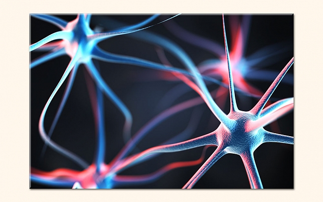 Neurony v mozku