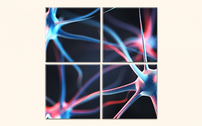 Neurony v mozku
